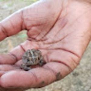 Meet your Posher, Ramone